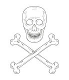 sketch of the skull and bones