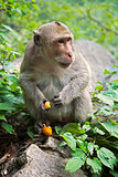 Rhesus Macaque the best-known species of Old World monkeys