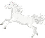 Beautiful white horse 