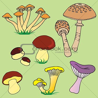 Various mushroom collection 01