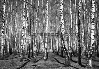 Spring sunny birch grove black and white