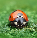 Ladybug on green natural background