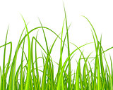 Green grass. Seamless pattern.