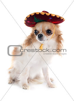 chihuahua and sombrero