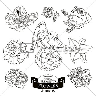 Set of flowers and birds vector illustration