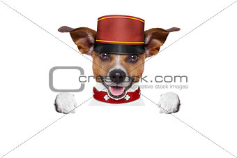 bellboy dog