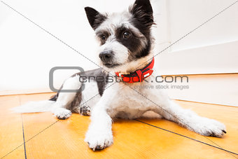terrier dog on the floor