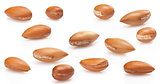 seeds of argan on white,a close up on white background
