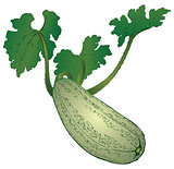 Farm vegetable - zucchini