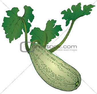 Farm vegetable - zucchini