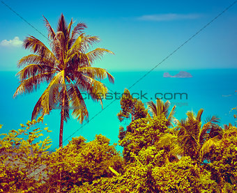 nice tropical background