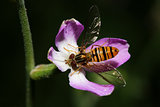  Bee-fly on the flower