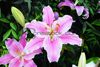 White and Pink Lily