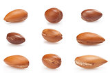 seeds of argan on white,a close up on white background