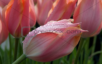 pink tulip with water drops