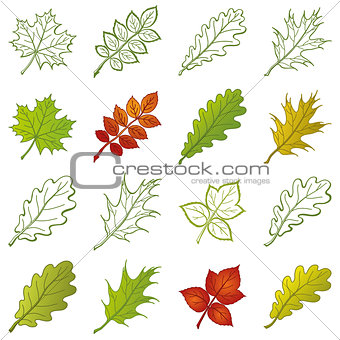 Leaves of plants and pictograms, set