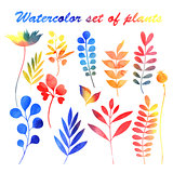 watercolor set of plants