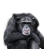 Black Chimpanzee