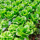 Organic hydroponic vegetable cultivation farm.