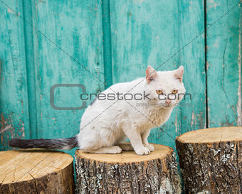 Wounded cat over trunk and green wooden door