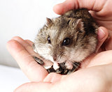 Djungarian hamster in the hands