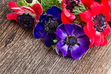 blue and red anemone flowers