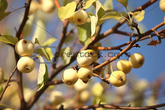yellow apples  on the tree