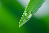 Water Drop on the Green Leaf of Grass Close-Up