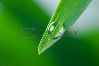 Water Drop on the Green Leaf of Grass Close-Up