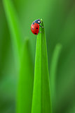 Ladybug on Leaf