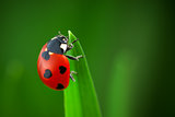 Ladybug With Hearts on Back