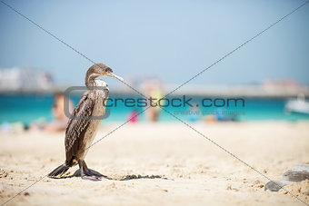 Cormoran bird resting on sunny beach