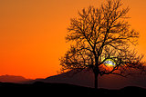Tree standing silhouetted against the morning sunrise