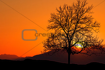 Tree standing silhouetted against the morning sunrise