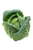 Head of ripe Savoy cabbage isolated