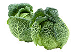 Two Heads of ripe Savoy cabbage isolated