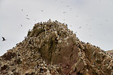 Wild birds and seagull on ballestas island, Peru