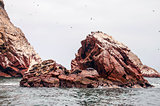 sea lion on rocky formation Islas Ballestas, paracas