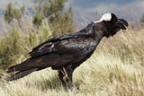 Raven, Ethiopia, Africa