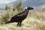 Raven, Ethiopia, Africa