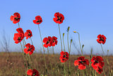 red poppies on green field 