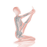 3D female medical figure with muscle map in yoga position