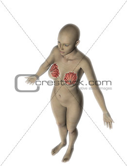 3D female figure with internal breasts exposed