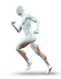 3D male figure running with muscles