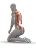 3D male medical figure with muscle map in kneeling position