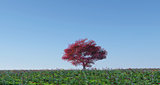 Maple tree in poppy landscape