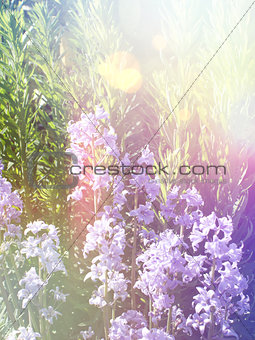 Bluebells with vintage effect