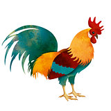 painted Rooster isolated on white with clipping path