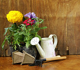 garden flowers, tools (rake, shovel, watering can)