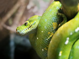 Green python 